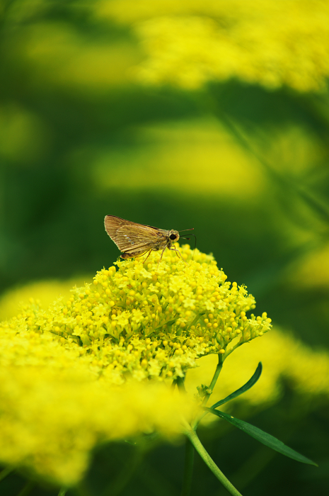 京都・花畑シリーズその3(越畑・オミナエシ)_f0155048_2342015.jpg