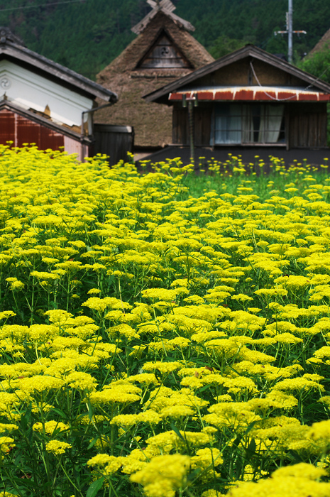 京都・花畑シリーズその3(越畑・オミナエシ)_f0155048_23424553.jpg