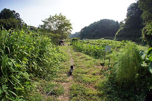 もう秋の気配_e0050753_9122525.jpg