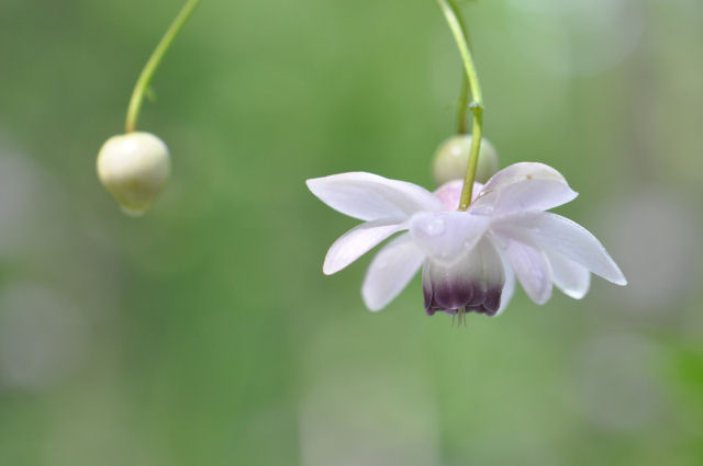 天涯の花_b0186563_23393343.jpg