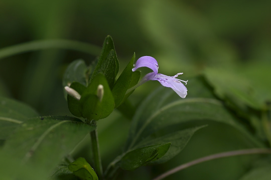 葉黒草　－　ハグロソウ（キツネノマゴ科）_e0054067_2255972.jpg