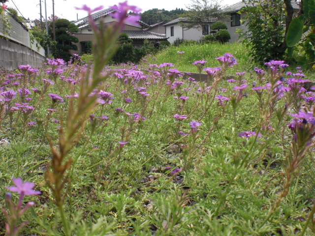 b0157276_2132224.jpg