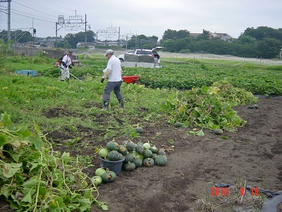 カボチャの取り入れ　2010/8/19(木)_c0145581_22525283.jpg