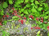 b0097183_14475978.jpg