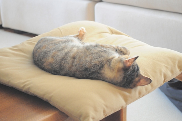 寝顔があんまり可愛くて・・・_a0126590_10155055.jpg