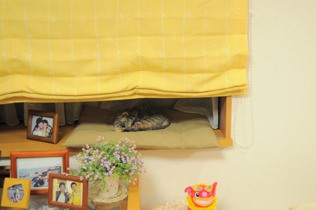 寝顔があんまり可愛くて・・・_a0126590_10203547.jpg