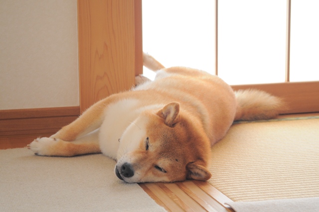 寝顔があんまり可愛くて・・・_a0126590_10233894.jpg