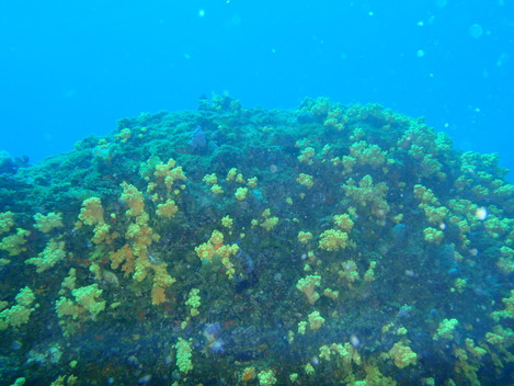 e0115199_1522737.jpg