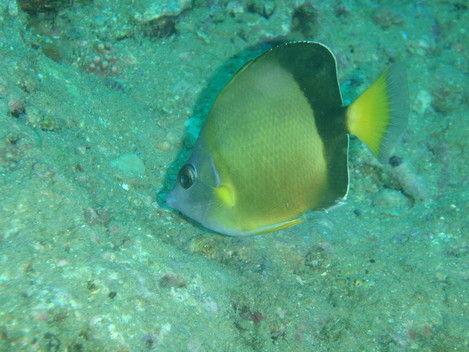 e0115199_15234626.jpg