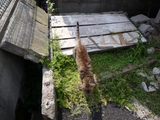 ありがとう大門市場～その１猫たち_a0126701_17441055.jpg