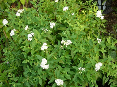 a0123003_21532353.jpg