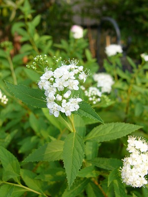 小さな花器　と　庭の花♪　そして今日の2わんこ_a0123003_21553974.jpg