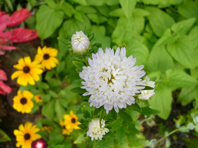 小さな花器　と　庭の花♪　そして今日の2わんこ_a0123003_222274.jpg