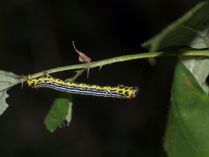 トビネオオエダシャク 幼虫 ゆきだより 日々つれづれ