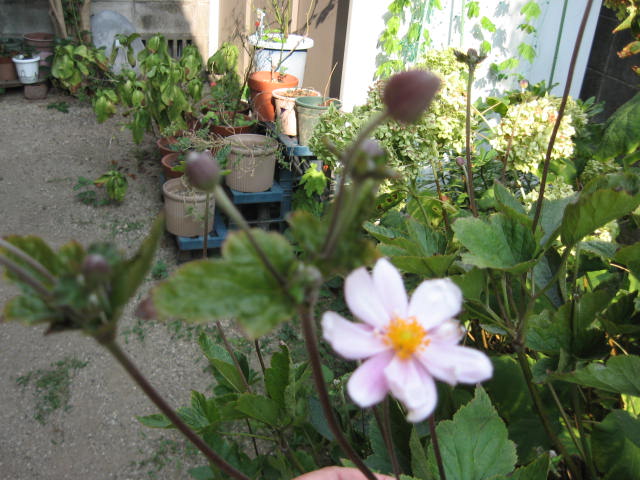 b0163121_21335665.jpg