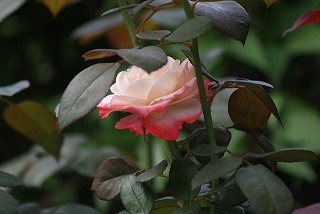 f0170524_10335291.jpg