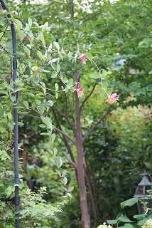 f0170524_10341310.jpg