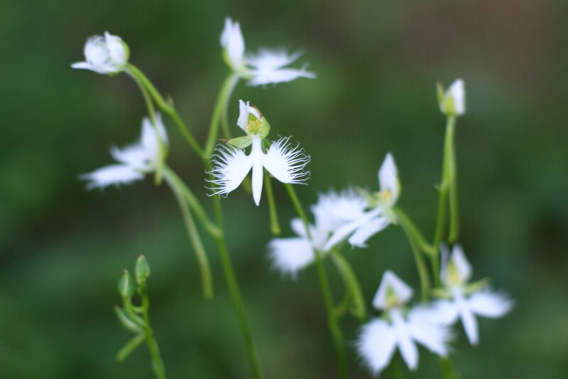 花言葉 夢でもあなたを想う サギソウ 鷺草 さんじゃらっと ｂｌｏｇ