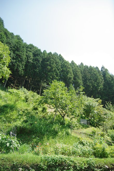 e0171336_10434.jpg