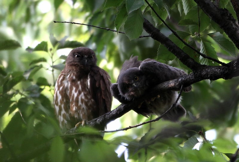 アオバズク幼鳥_f0206138_201939.jpg