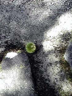 e0110940_2264478.jpg