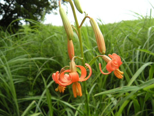 c0047341_059659.jpg
