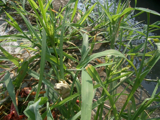 色あせ?_a0155844_11472647.jpg