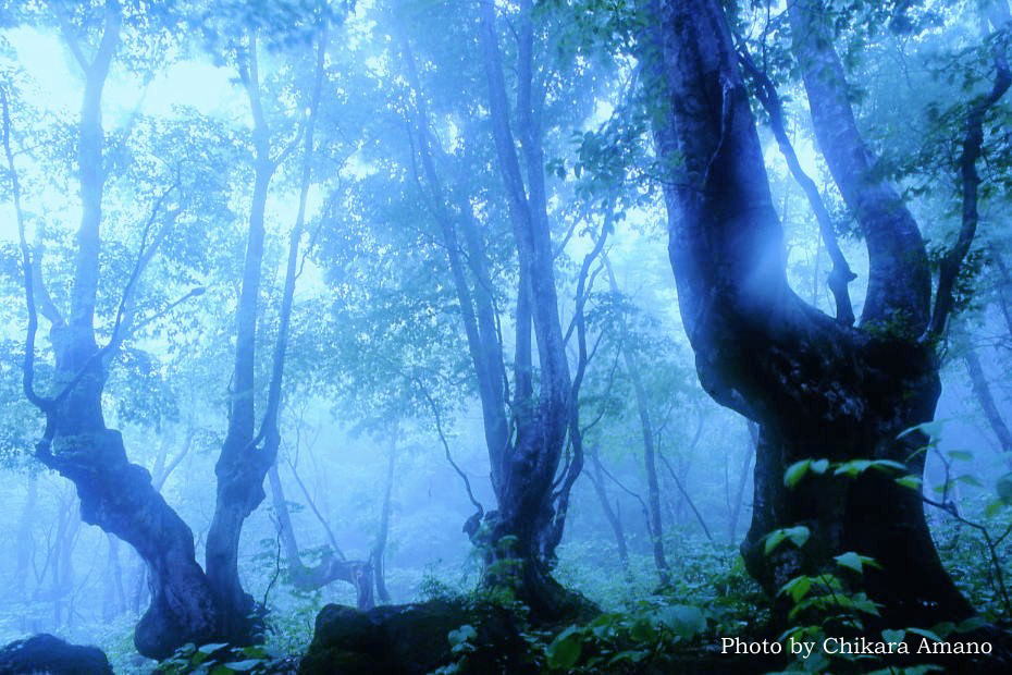 霧深い森からの便り As It Is