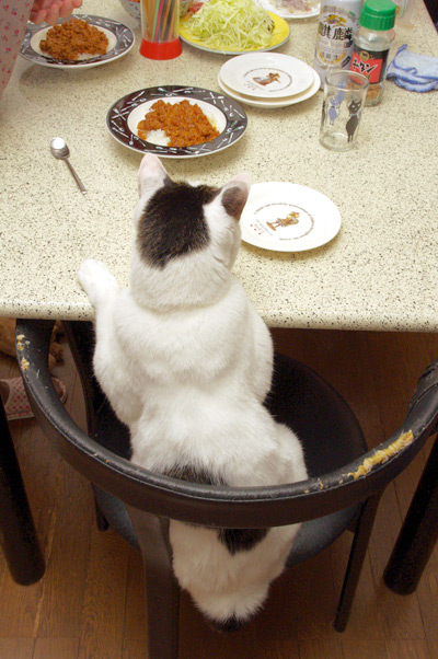 普通に席につくヨウカンさん ぶつぶつ独り言2 うちの猫ら21 普通に席につくヨウカンさん ぶつぶつ独り言2 うちの猫ら21