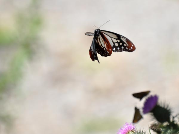 c0045352_22285173.jpg