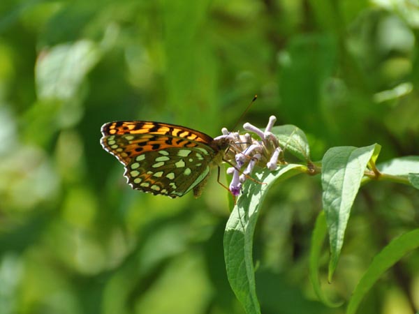 c0045352_2228849.jpg