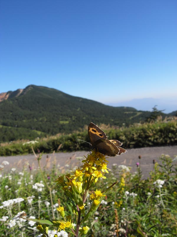 甲州市のキベリタテハなど_c0045352_22295865.jpg