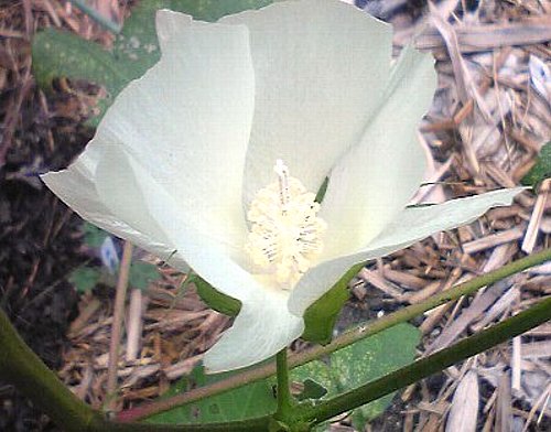 ☆綿の花が咲きましたよ☆_c0092953_1553557.jpg