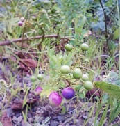 2010年徳山村キャンプ-2_f0197754_22441847.jpg