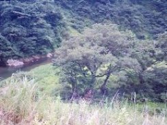 2010年徳山村キャンプ-3_f0197754_23222157.jpg