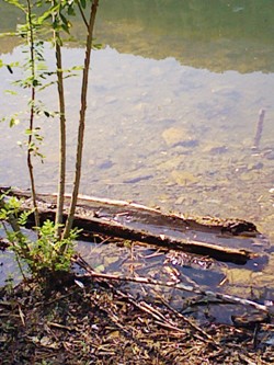 2010年徳山村キャンプ-3_f0197754_23252691.jpg