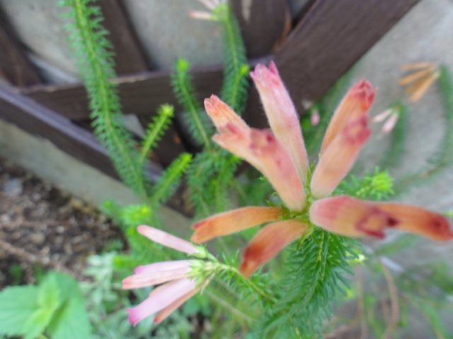c0108460_145756.jpg