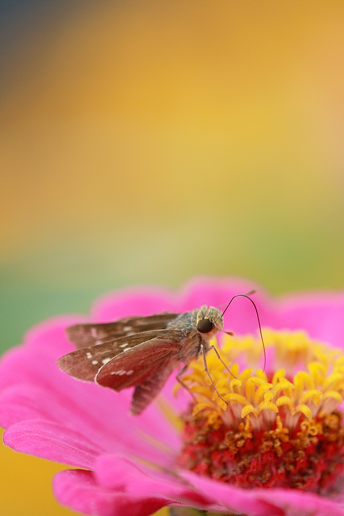 百日草のお花畑で_d0148060_19302190.jpg