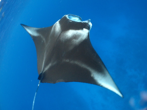 ナンヨウマンタに関する情報みっけ もりけ 日記