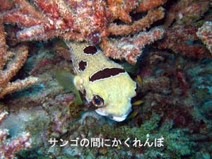 ラチャヤイ島で体験&ファンダイビング_f0144385_22161091.jpg