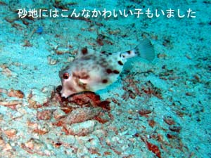 ラチャヤイ島で体験&ファンダイビング_f0144385_22163266.jpg