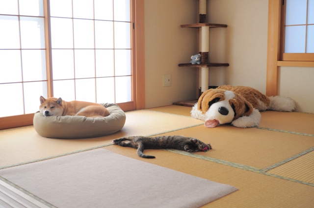 かぼちゃんとつーちゃんの日曜日_a0126590_8184323.jpg