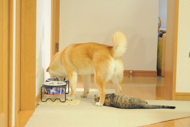 かぼちゃんとつーちゃんの日曜日_a0126590_8202053.jpg