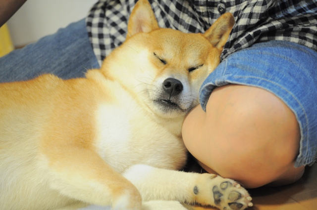かぼちゃんとつーちゃんの日曜日_a0126590_8221813.jpg