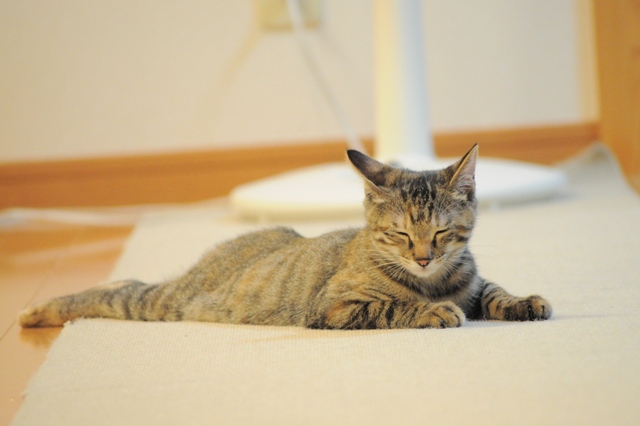 かぼちゃんとつーちゃんの日曜日_a0126590_8264572.jpg