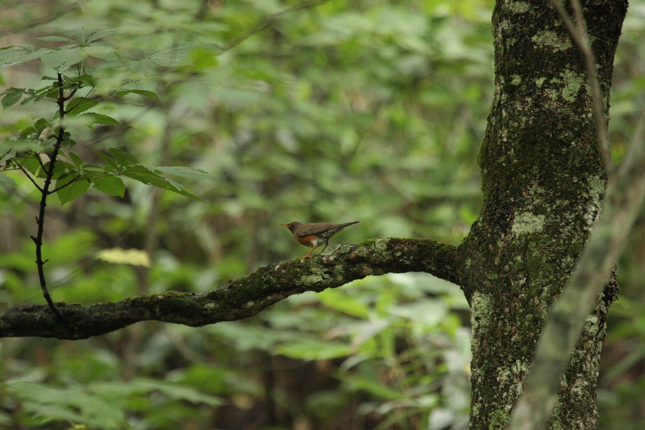 【戸隠の鳥達（３）】_e0167295_23193251.jpg