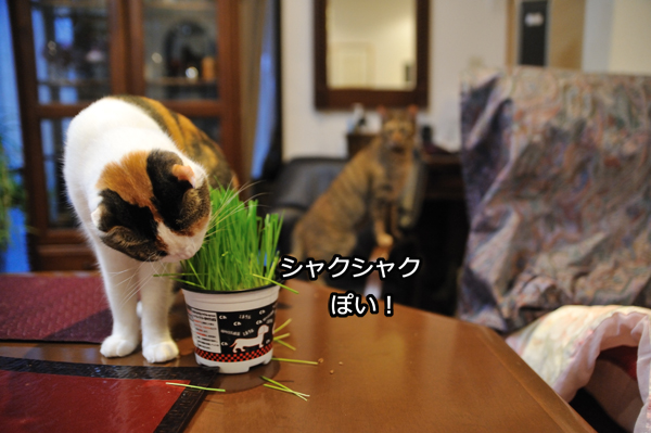 犬猫草における反応の考察 : ややコロ日記