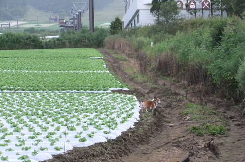 夏休みのお出かけ　その２　菅平高原_f0101201_22204660.jpg