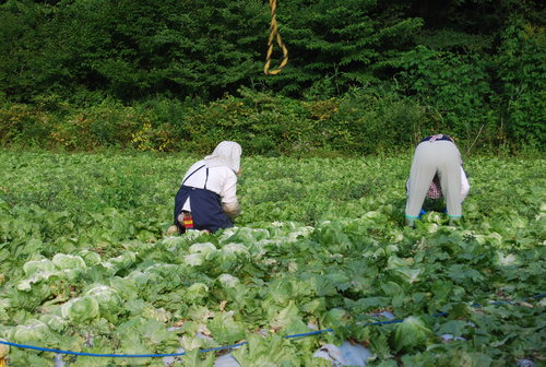 夏休みのお出かけ　その２　菅平高原_f0101201_22381295.jpg