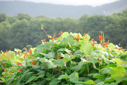 夏休みのお出かけ　その２　菅平高原_f0101201_22474542.jpg